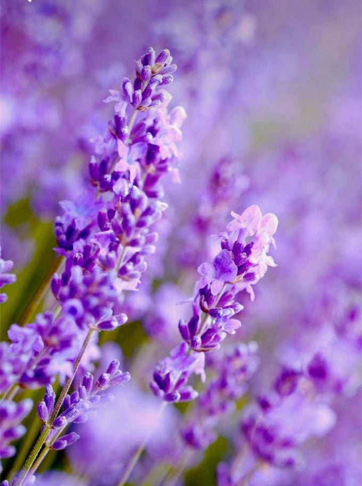A Bundle of Lavender